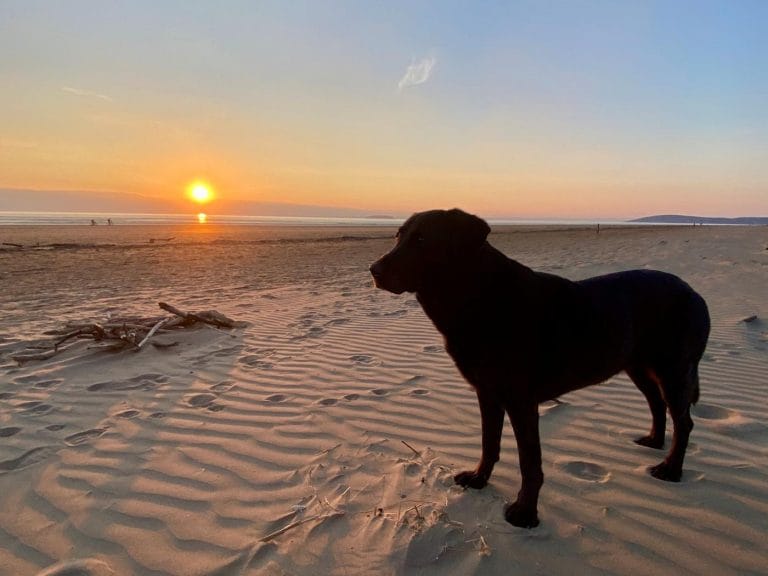 Large brown dog on Devon beach by the sea