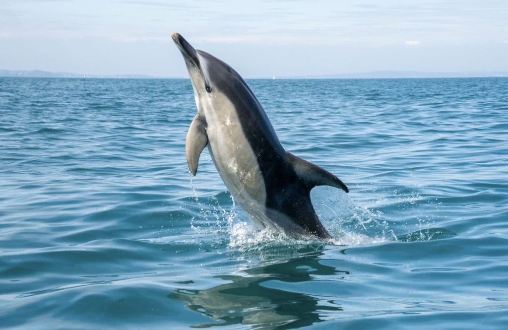 Dolphin leaping out of the sea in Torbay