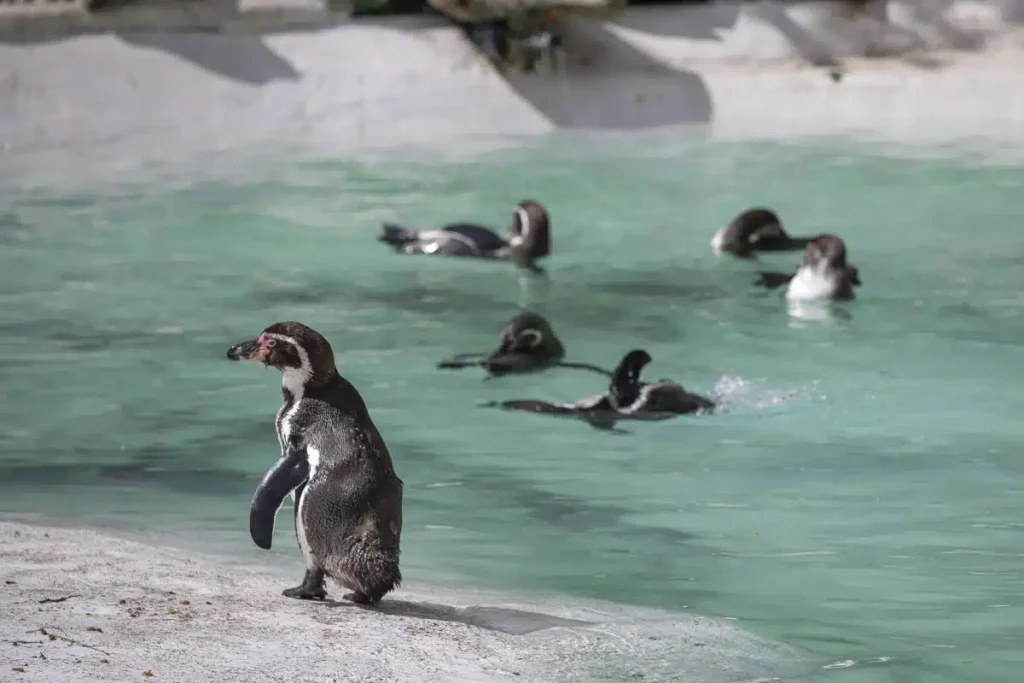 Penguins playing at Newquay Zoo