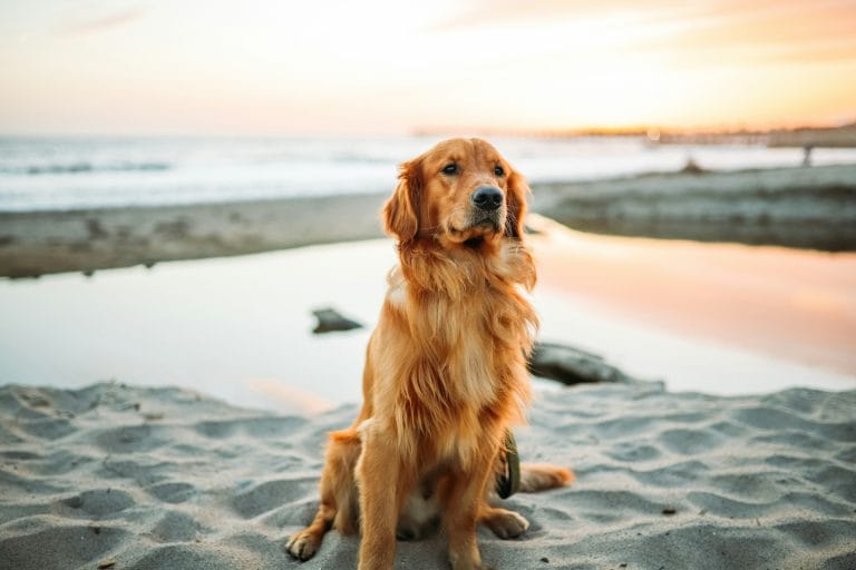 Red Setter dog on the beach in South West England