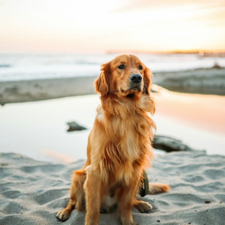 Red Setter dog on the beach in South West England