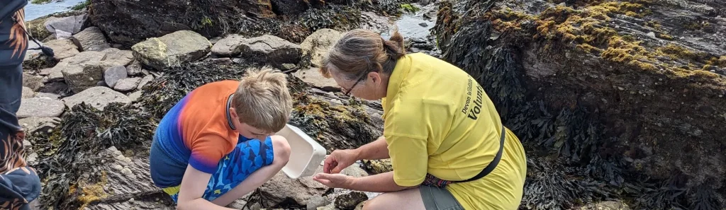 Rockpooling tour Wembury Bay, Devon