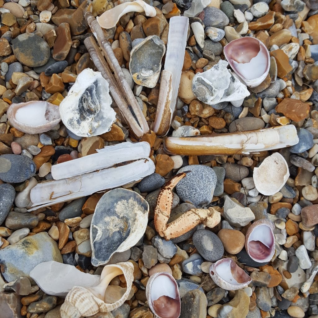 Collection of razor shells in Norfolk