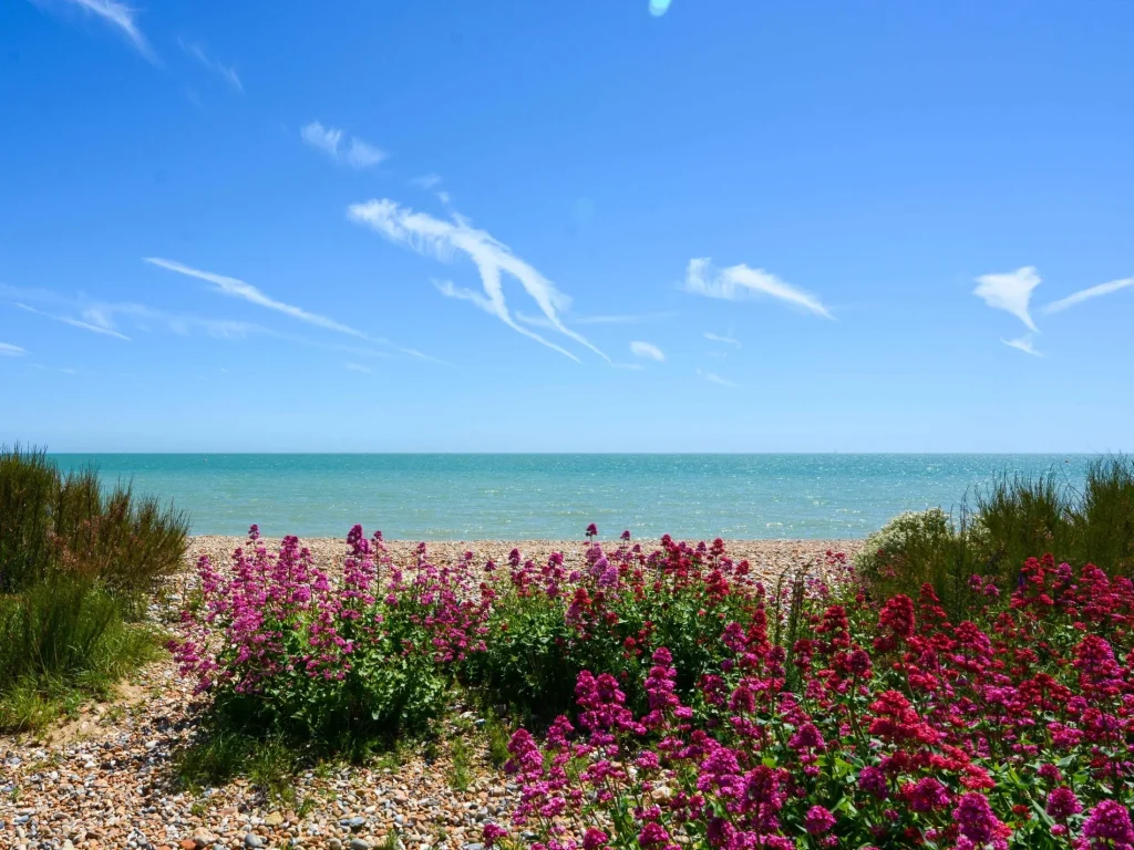 Looking through coloured plants and pebbles on Pevensey Bay beach