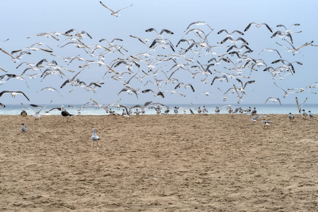 Flurry of seagulls on the beach