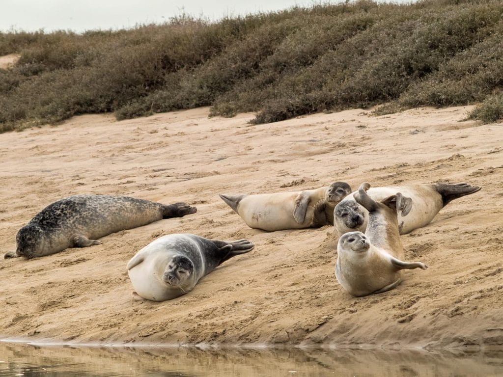 Seals wallowing on Brancaster Beach