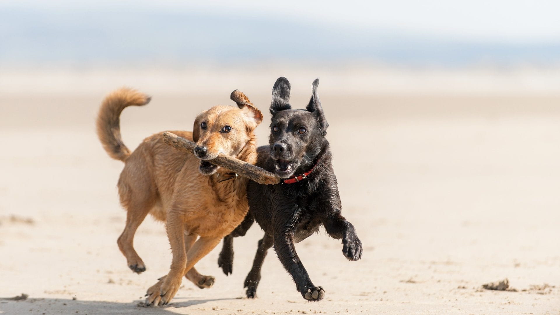 Two dogs running on the beach playing with a stick