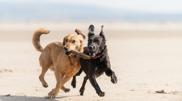 Two dogs running on the beach playing with a stick