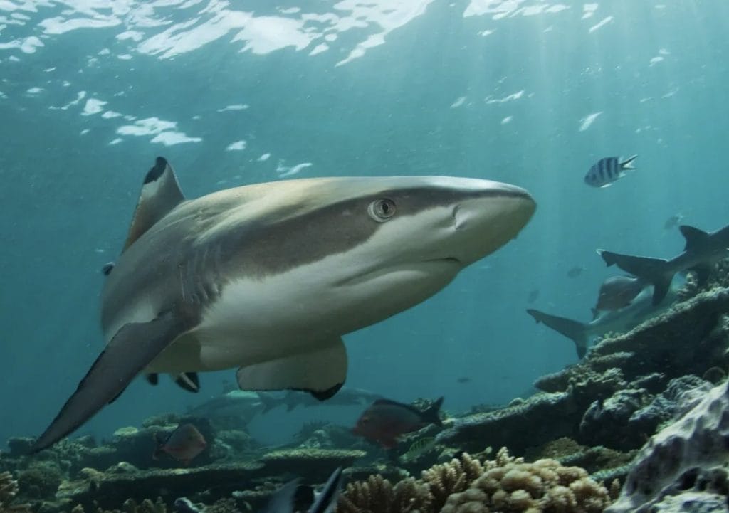 Shark in the Sea Life Centre