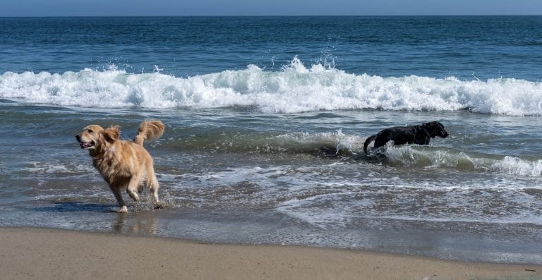 Two dogs playing on Fistral Beach in Cornwall