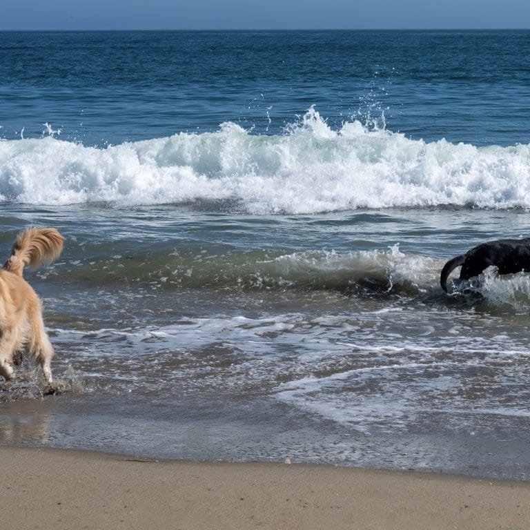 Two dogs playing on Fistral Beach in Cornwall