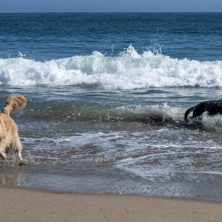 Two dogs playing on Fistral Beach in Cornwall