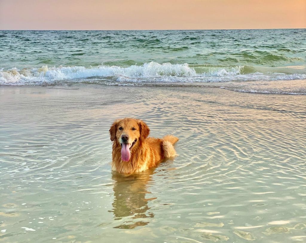Dog playing in the shallow water on the beach.