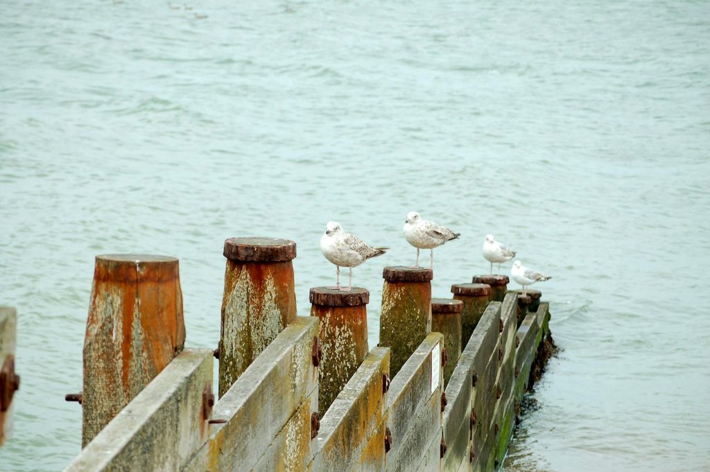 Four seagulls sitting on the posts on Whitstable seafront.