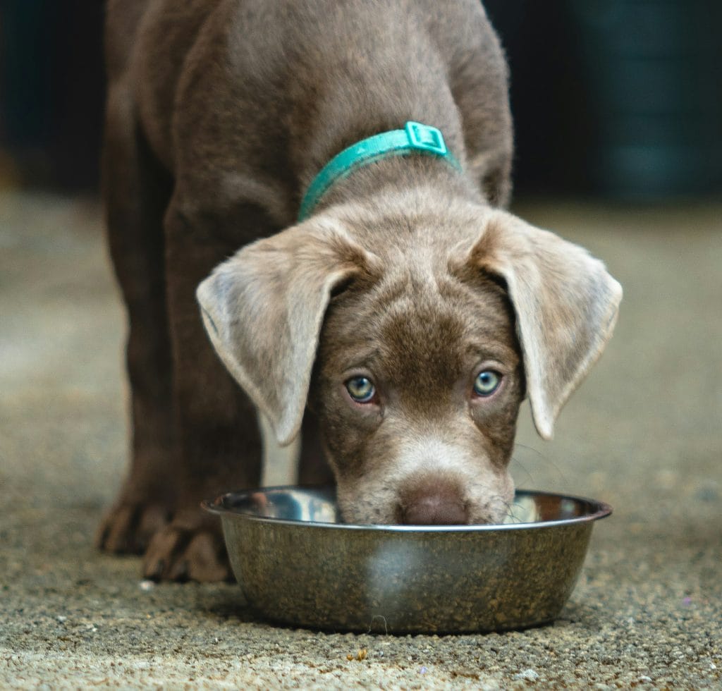 Labrador puppy drinking water out of a bowl