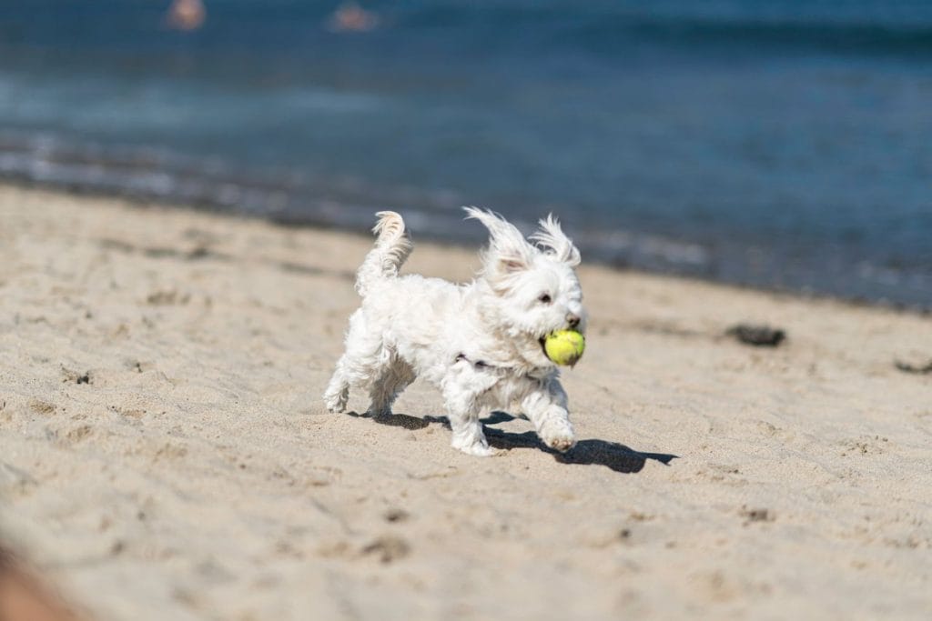 Maltese terrier running on the beach with a tennis ball in its mouth