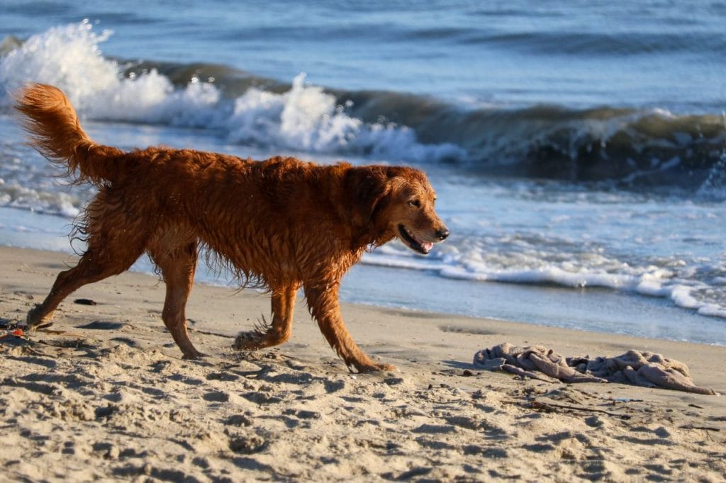 Wet Golden Retriever walking along the sand by the sea