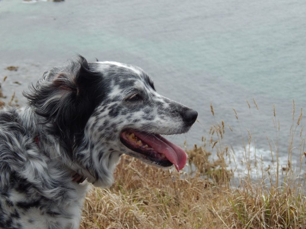 Black and white dog overlooking the sea on the Cornish coast