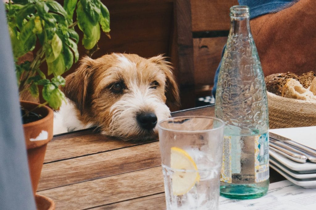 Small dog leaning on the table in a dog-friendly cafe