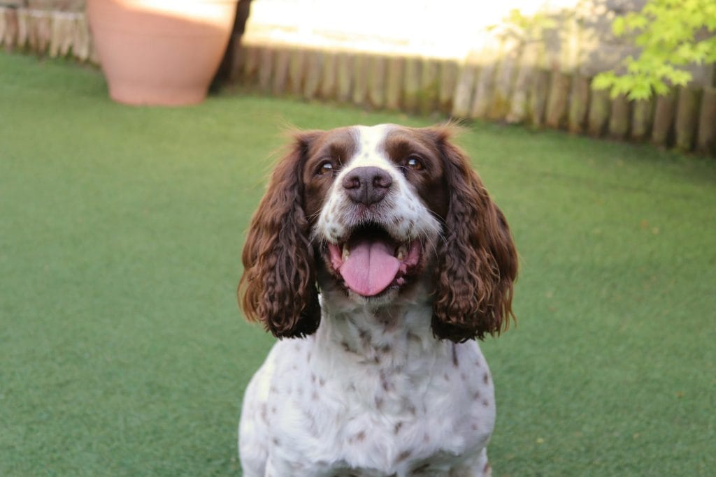 Springer Spaniel playing in an enclosed garden