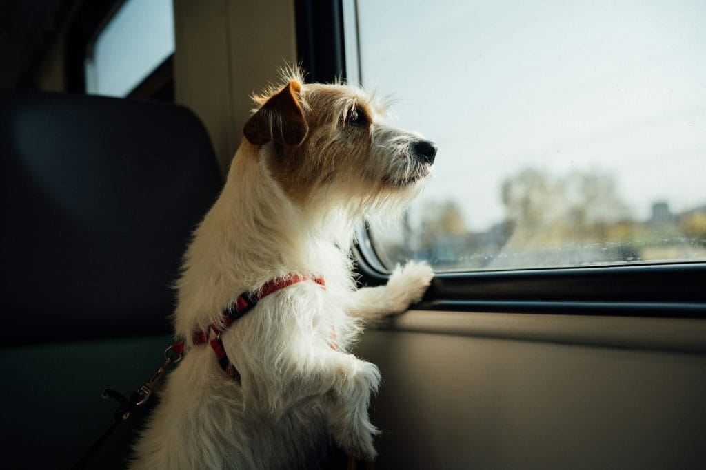 Small terrier travelling in a train