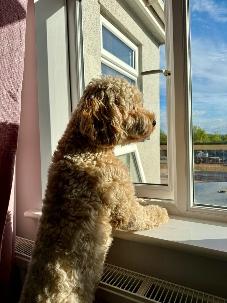 Medium sized dog looking out the window at a cottage in Devon