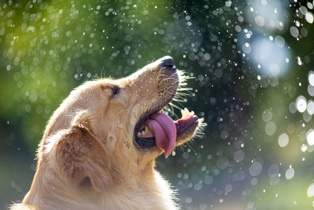 Large Golden Retriever enjoying water spraying on a hot day