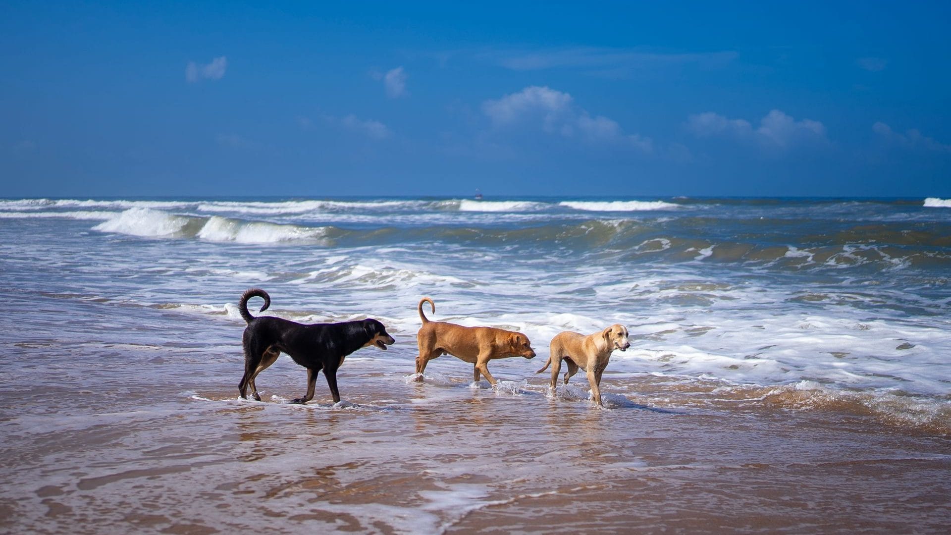 Three dogs playing by the sea on a Cornish beach