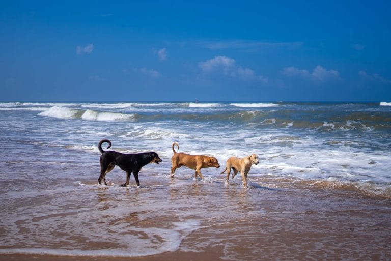 Three dogs playing by the sea on a Cornish beach