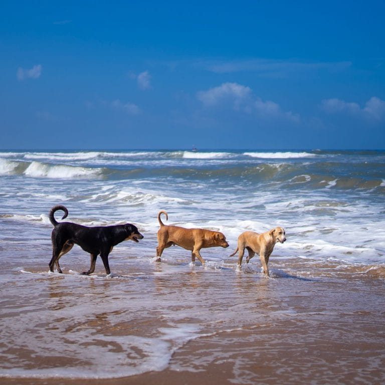 Three dogs playing by the sea on a Cornish beach