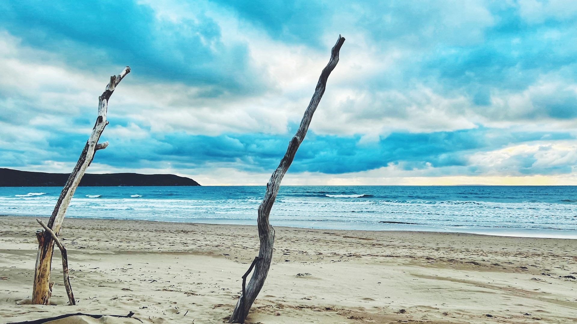 Driftwood stuck in the sand on Woolacombe Beach, North Devon, UK.