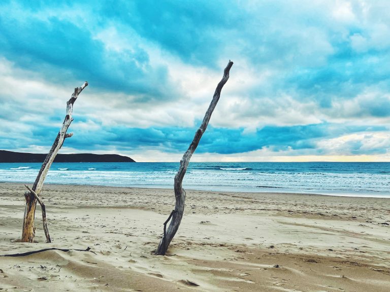 Driftwood stuck in the sand on Woolacombe Beach, North Devon, UK.