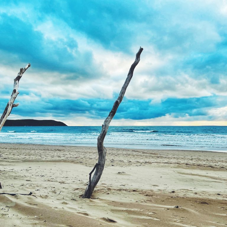 Driftwood stuck in the sand on Woolacombe Beach, North Devon, UK.