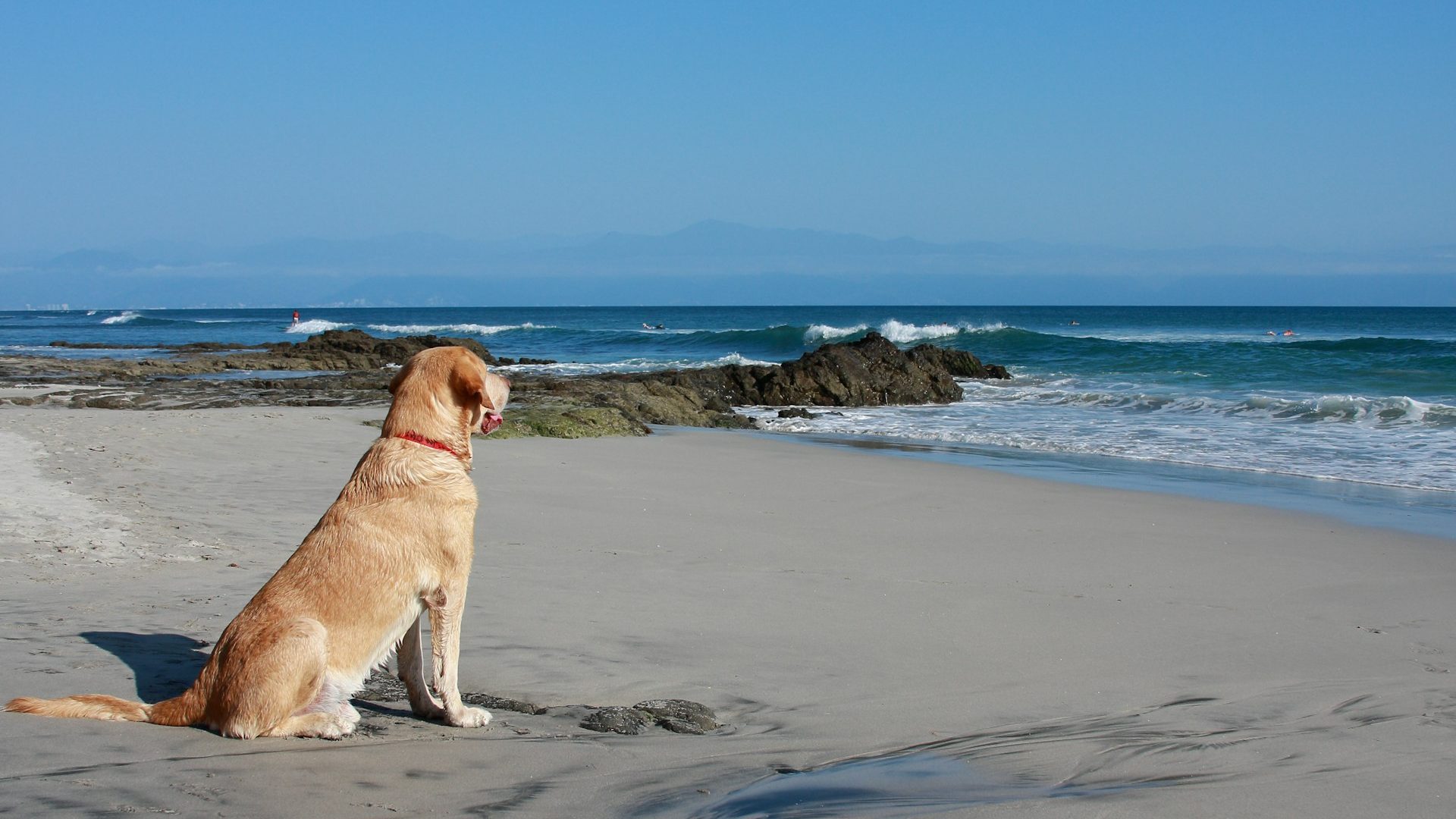 Golden Labrador looking out to sea on the beach in Anglesey, Wales, UK