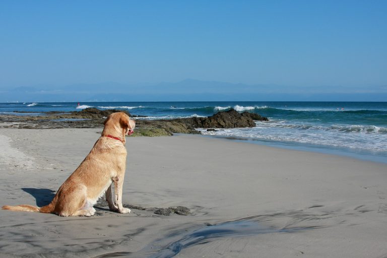 Golden Labrador looking out to sea on the beach in Anglesey, Wales, UK