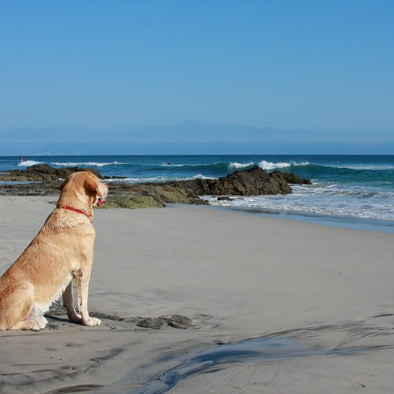 Golden Labrador looking out to sea on the beach in Anglesey, Wales, UK