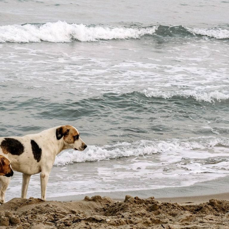 Three dogs walking on the beach in Suffolk