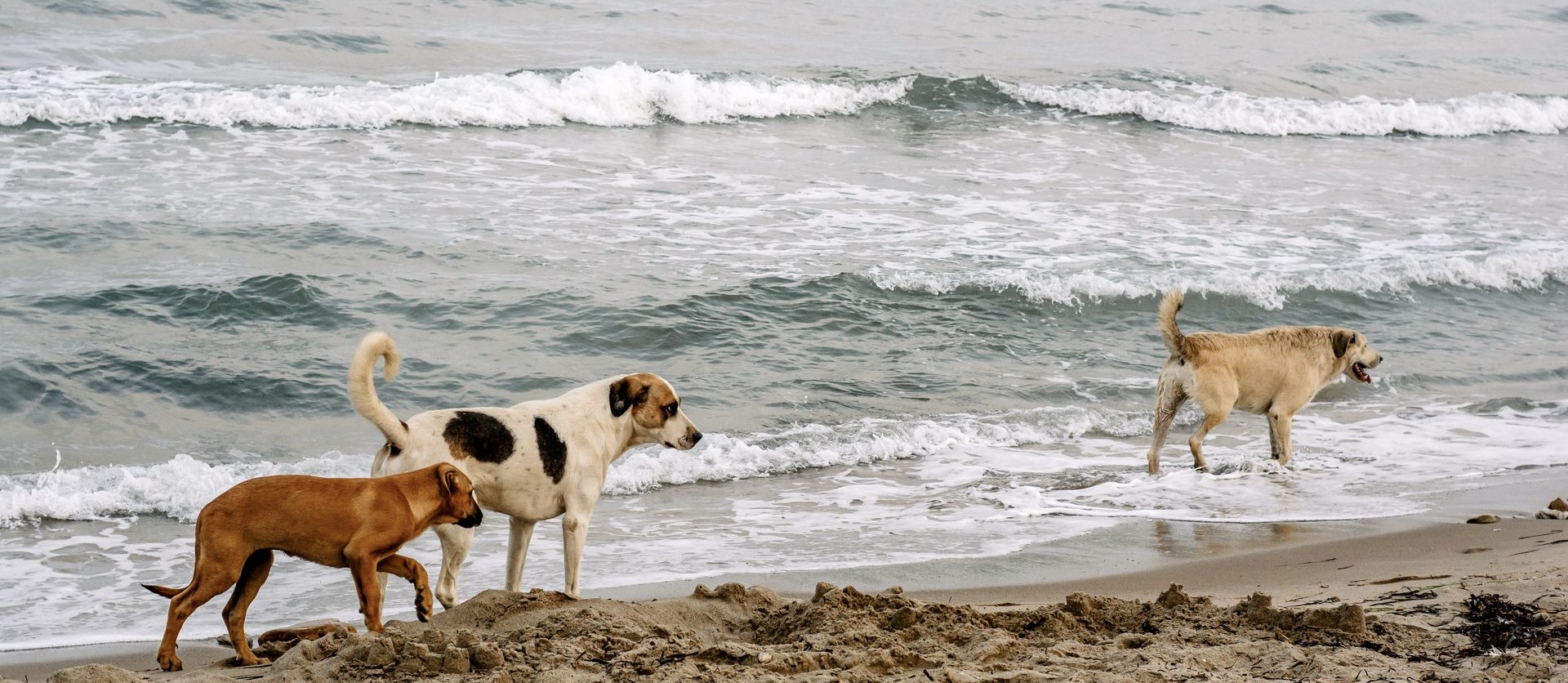 Three dogs walking on the beach in Suffolk